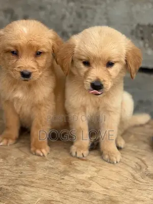 1-3 months Female Purebred Golden Retriever
