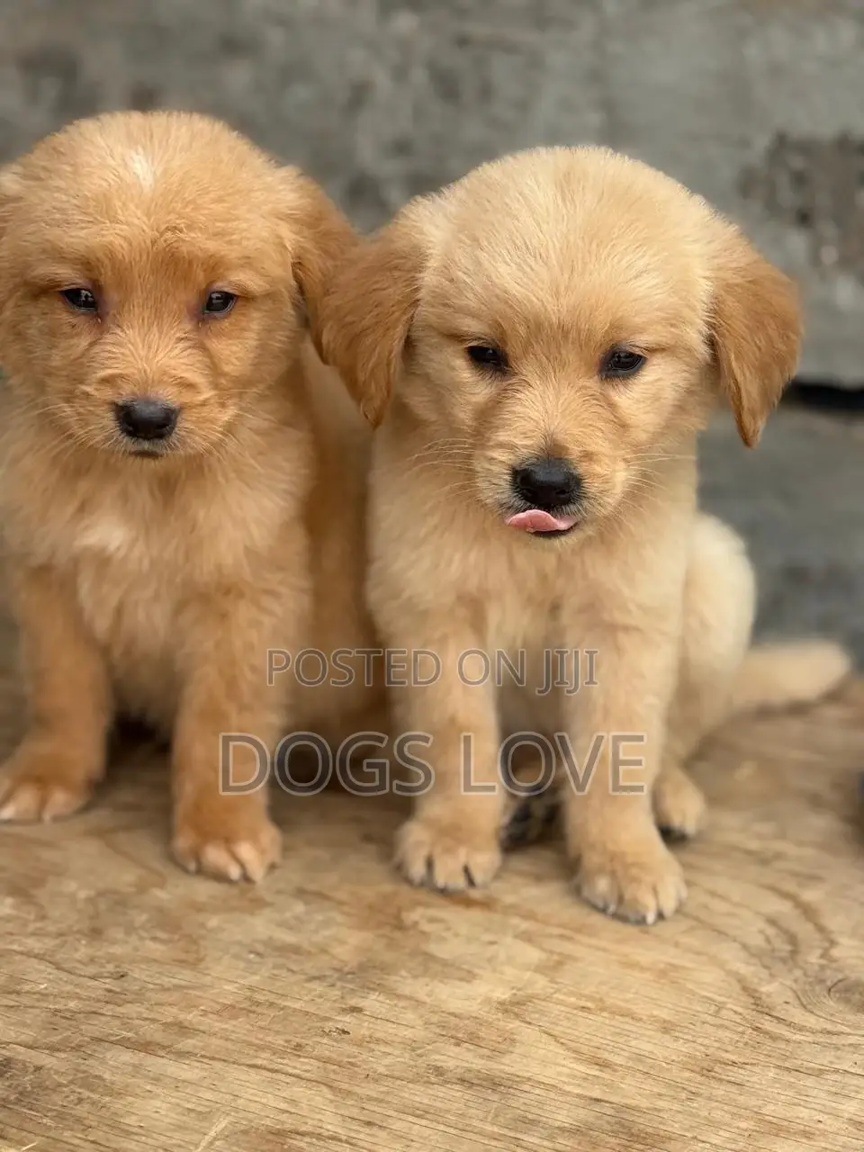 1-3 months Female Purebred Golden Retriever