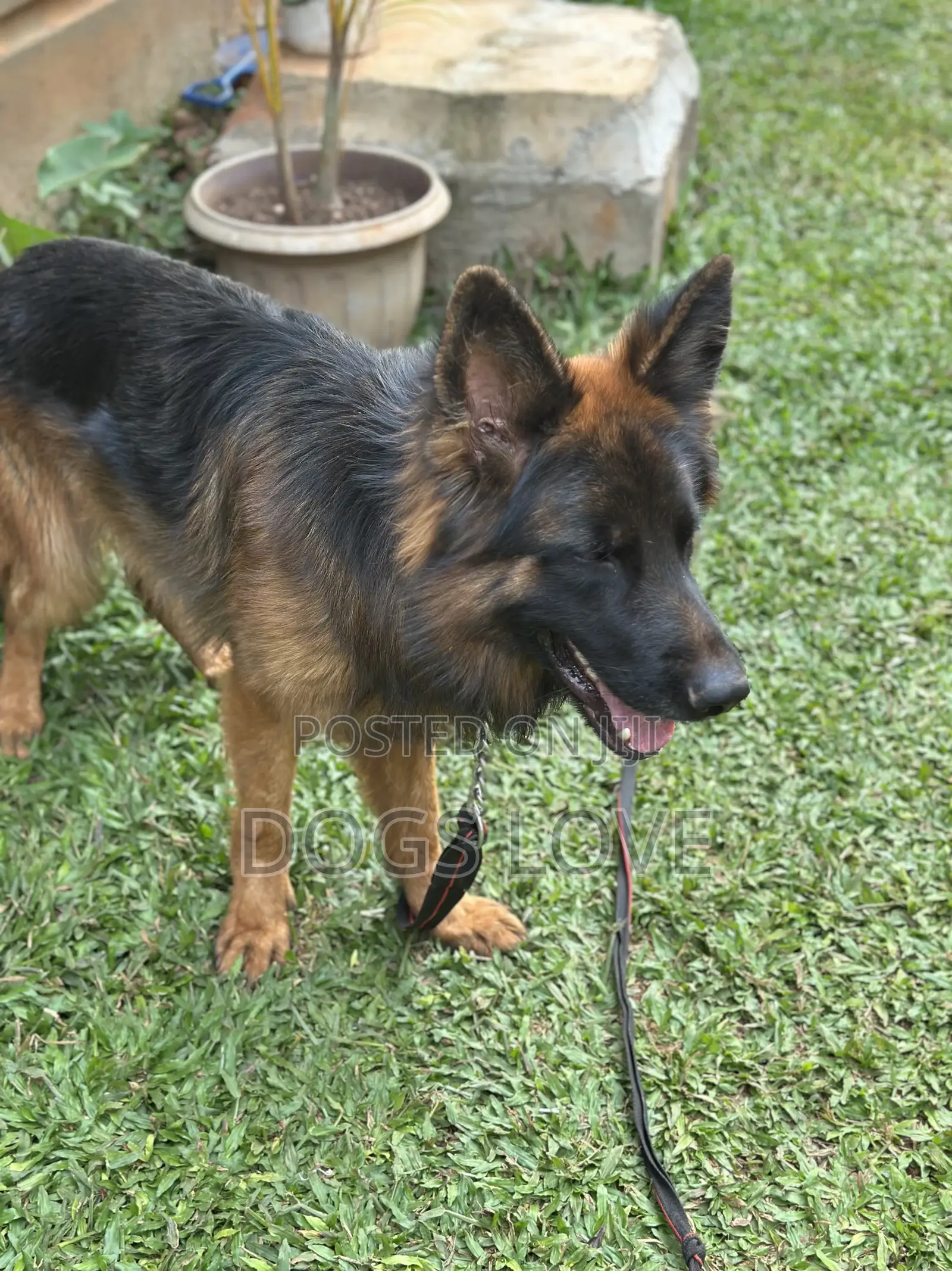 6-12 months Male Purebred German Shepherd