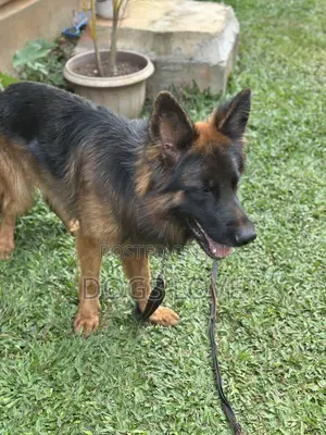6-12 months Male Purebred German Shepherd