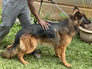 6-12 months Male Purebred German Shepherd
