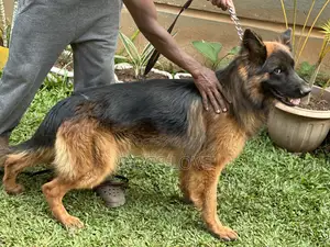 6-12 months Male Purebred German Shepherd