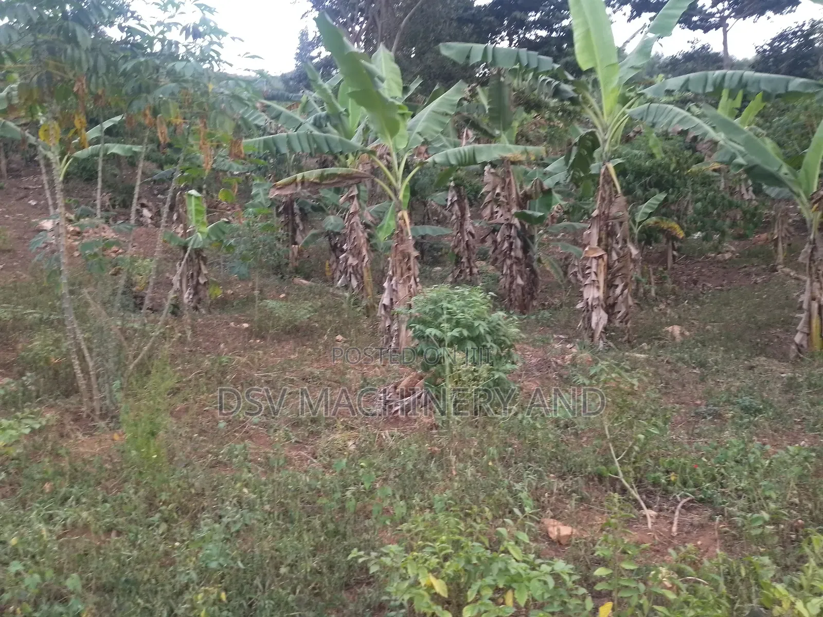 100*100feet/100feet By 100 Feet Plot