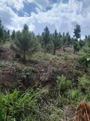 13 Acres of Land With Pine and Necessary Services