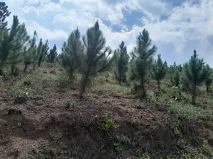 13 Acres of Land With Pine and Necessary Services