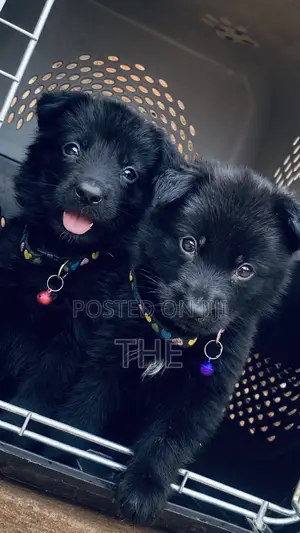 1-3 months Male Purebred German Shepherd