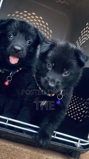 1-3 months Male Purebred German Shepherd