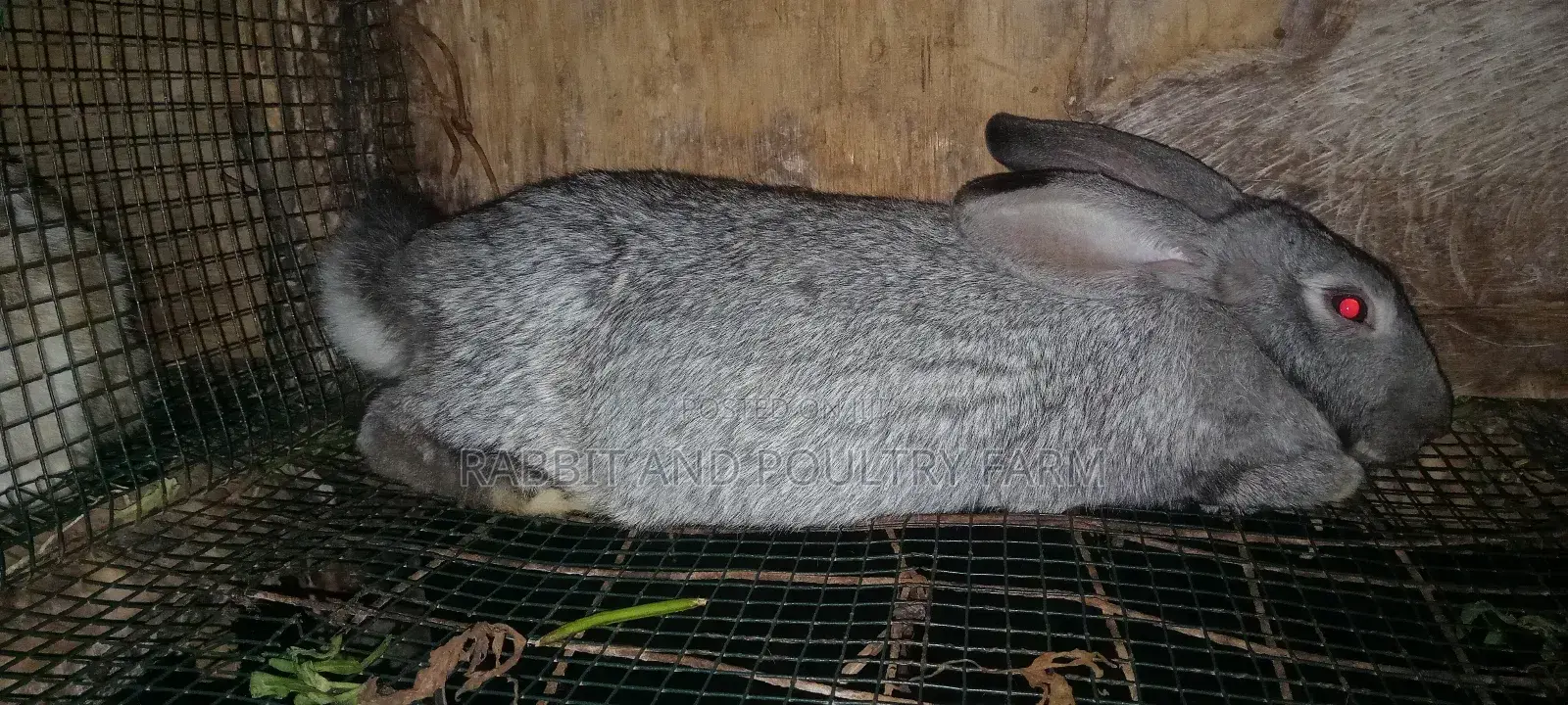 Flemish Giant and American Chinchilla Rabbits Available in Munyonyo