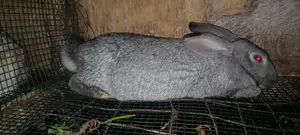 Flemish Giant and American Chinchilla Rabbits Available in Munyonyo