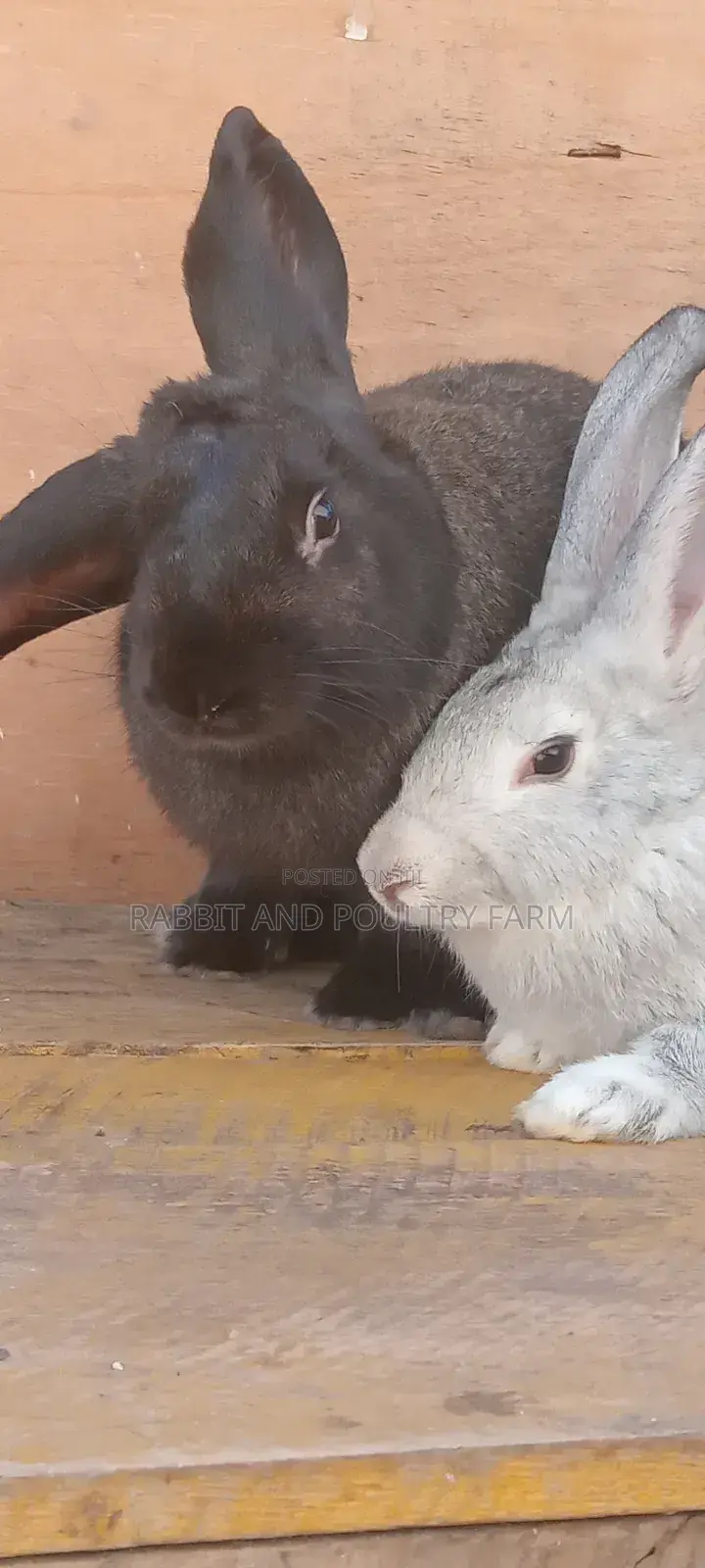 Flemish Giant and American Chinchilla Rabbits Available in Munyonyo