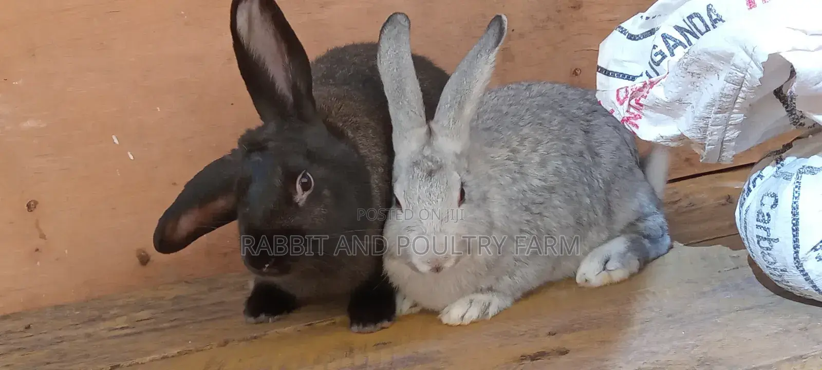 Flemish Giant and American Chinchilla Rabbits Available in Munyonyo