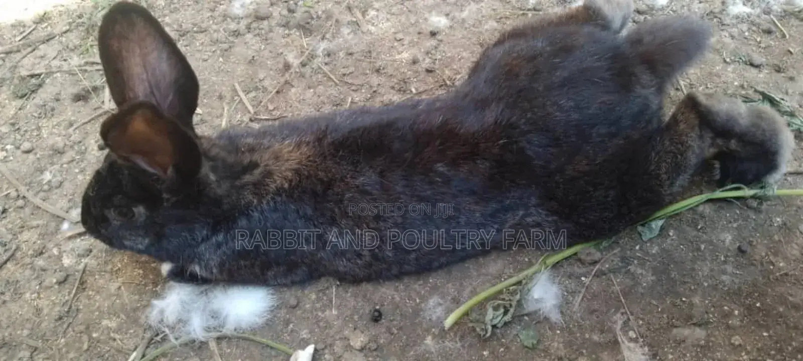 Flemish Giant and American Chinchilla Rabbits Available in Munyonyo