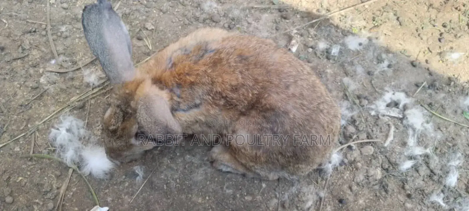 Flemish Giant and American Chinchilla Rabbits Available in Munyonyo