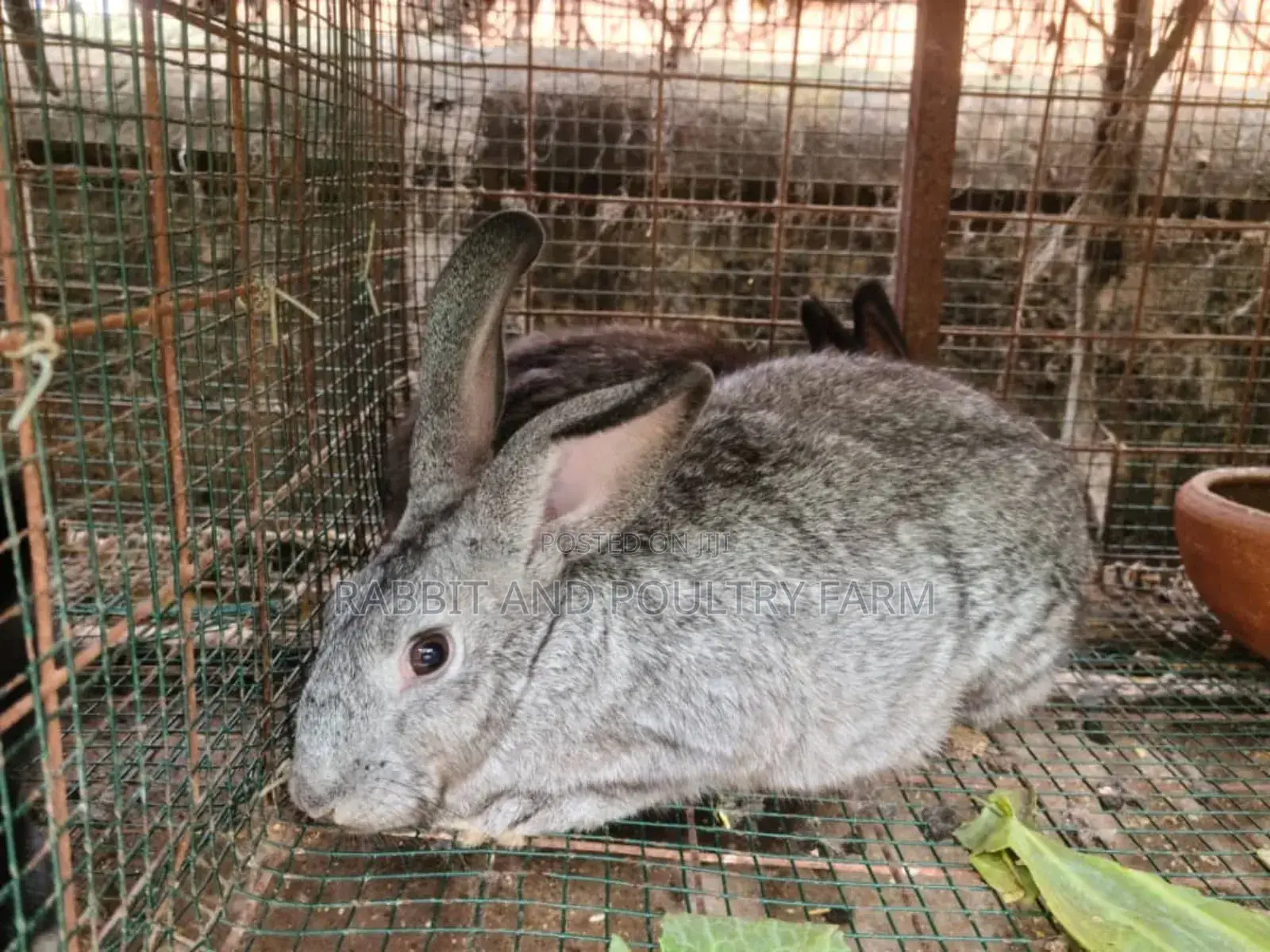 Flemish Giant and American Chinchilla Rabbits Available in Munyonyo