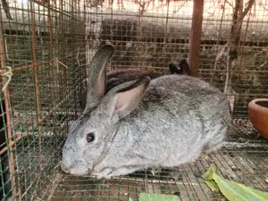 Flemish Giant and American Chinchilla Rabbits Available in Munyonyo