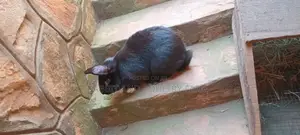 Flemish Giant and American Chinchilla Rabbits Available in Munyonyo