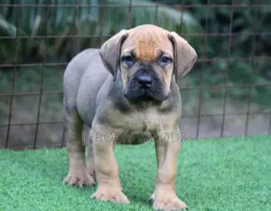 1-3 months Female Purebred Boerboel