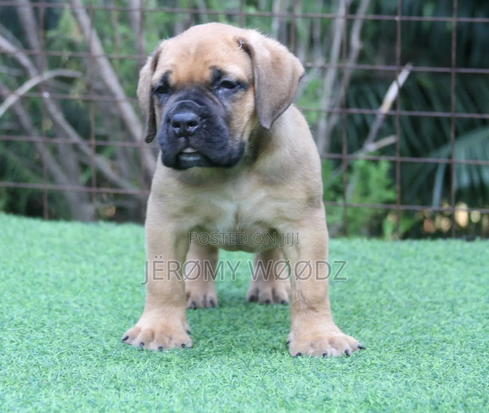 1-3 months Female Purebred Boerboel