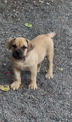 1-3 months Female Purebred Boerboel