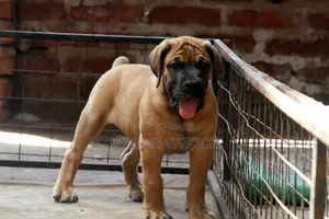 1-3 months Female Purebred Boerboel