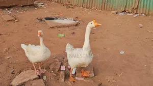 Chinese Gander/ Male Goose