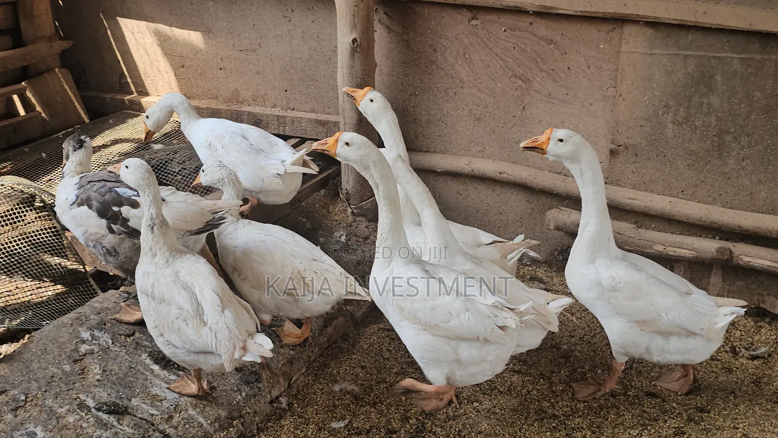 Chinese Gander/ Male Goose