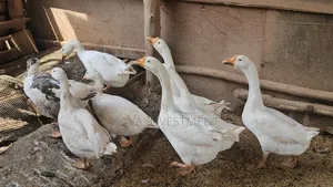 Chinese Gander/ Male Goose