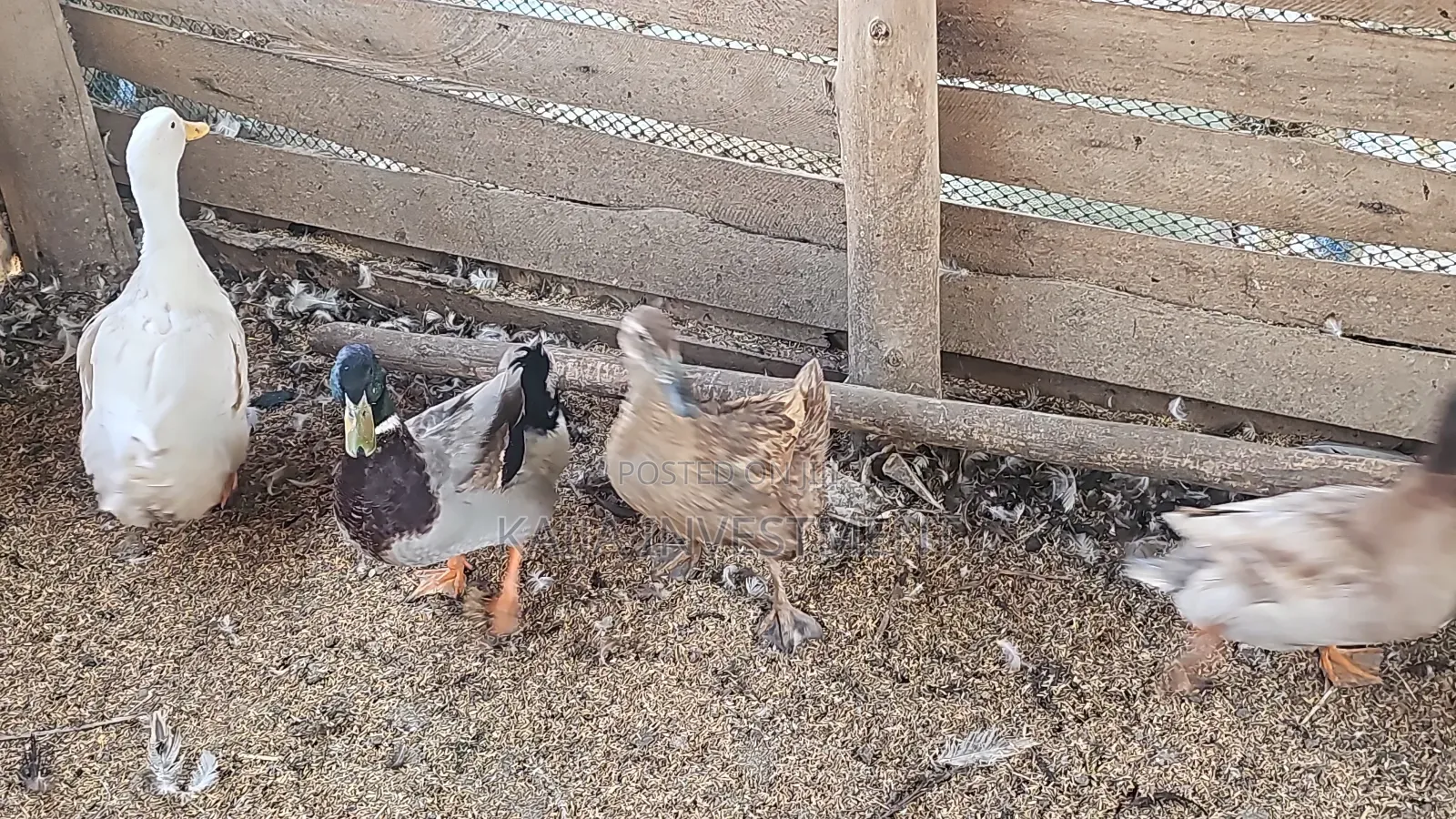 Roeun Ducks