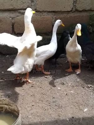 Indian Runners