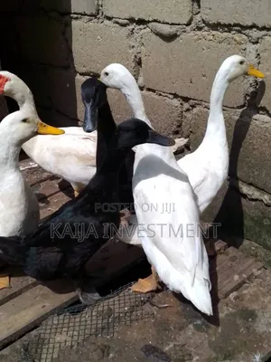 Indian Runners