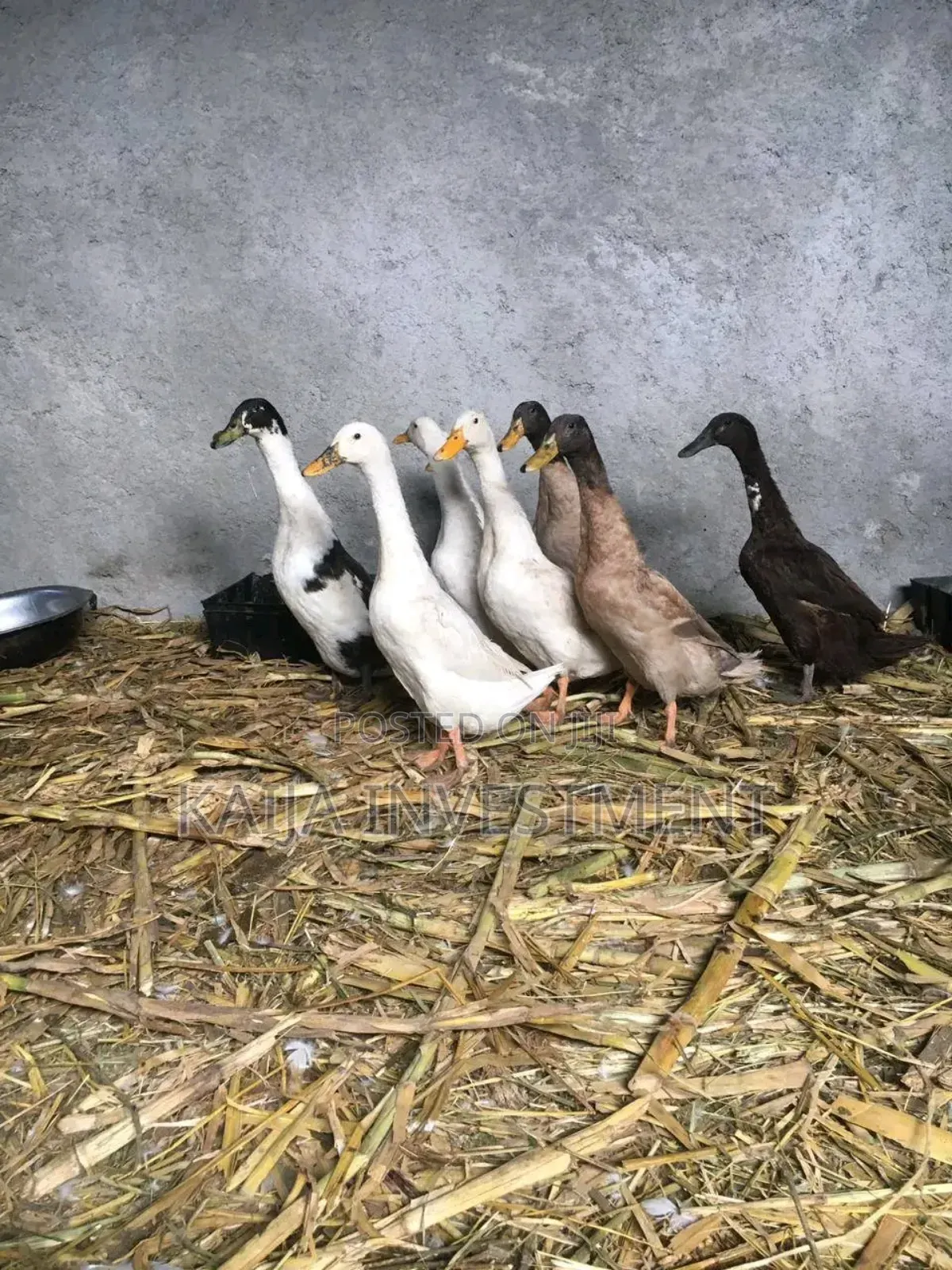 Indian Runners