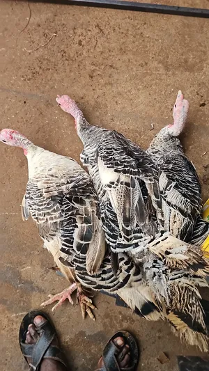 Royal Palm Turkeys