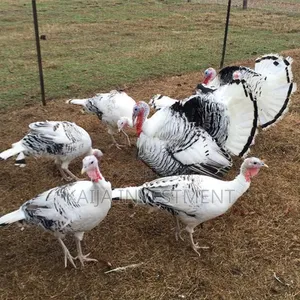 Royal Palm Turkeys