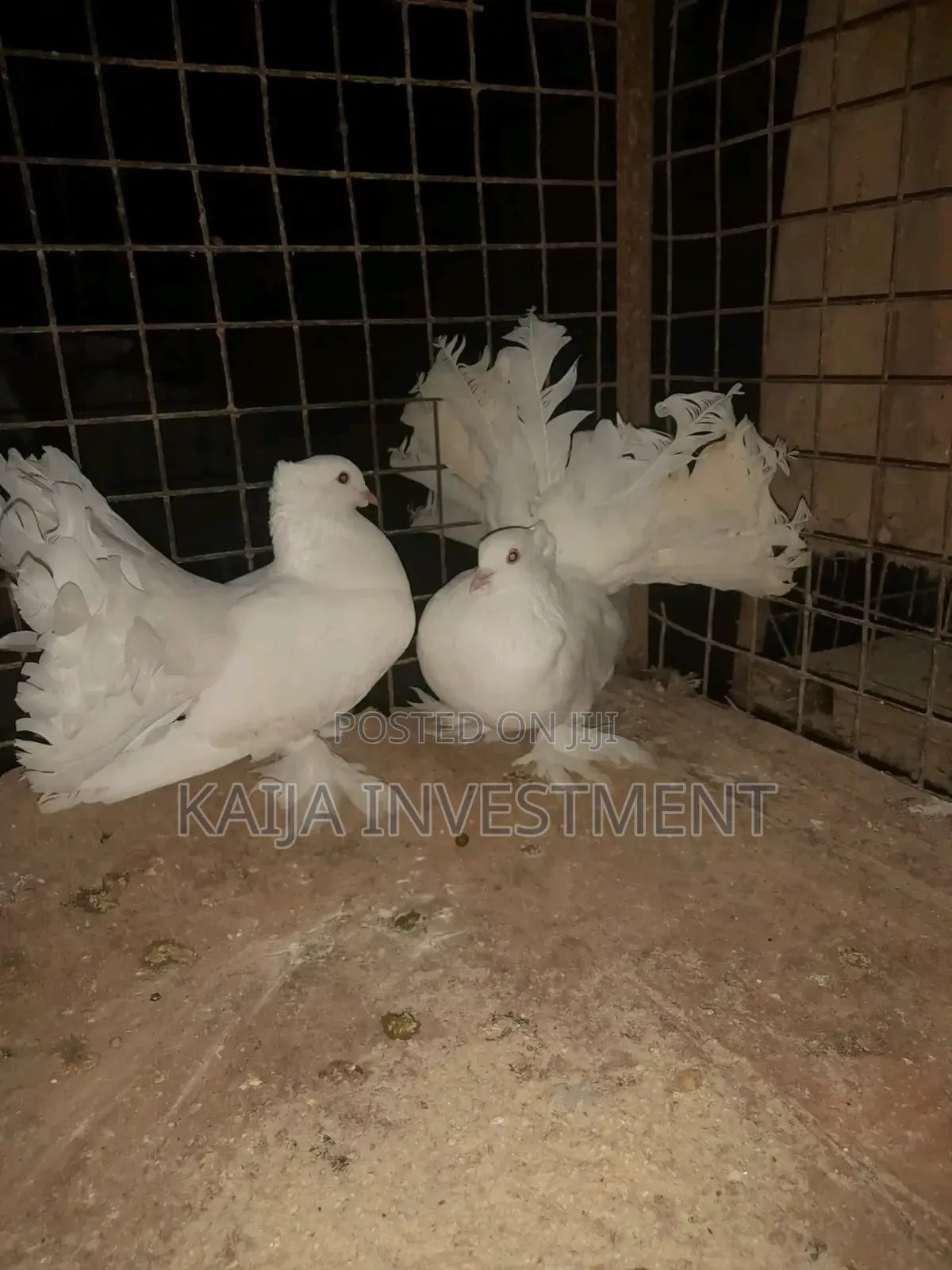 Indian/Egyptian Funtail Pigeon