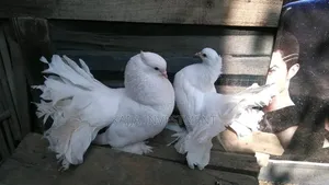 Indian/Egyptian Funtail Pigeon