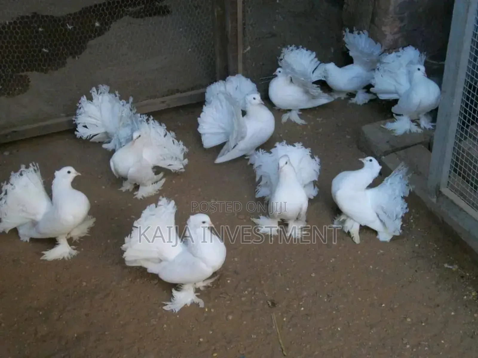 Indian/Egyptian Funtail Pigeon