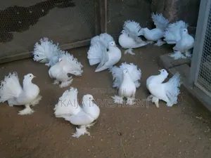 Indian/Egyptian Funtail Pigeon