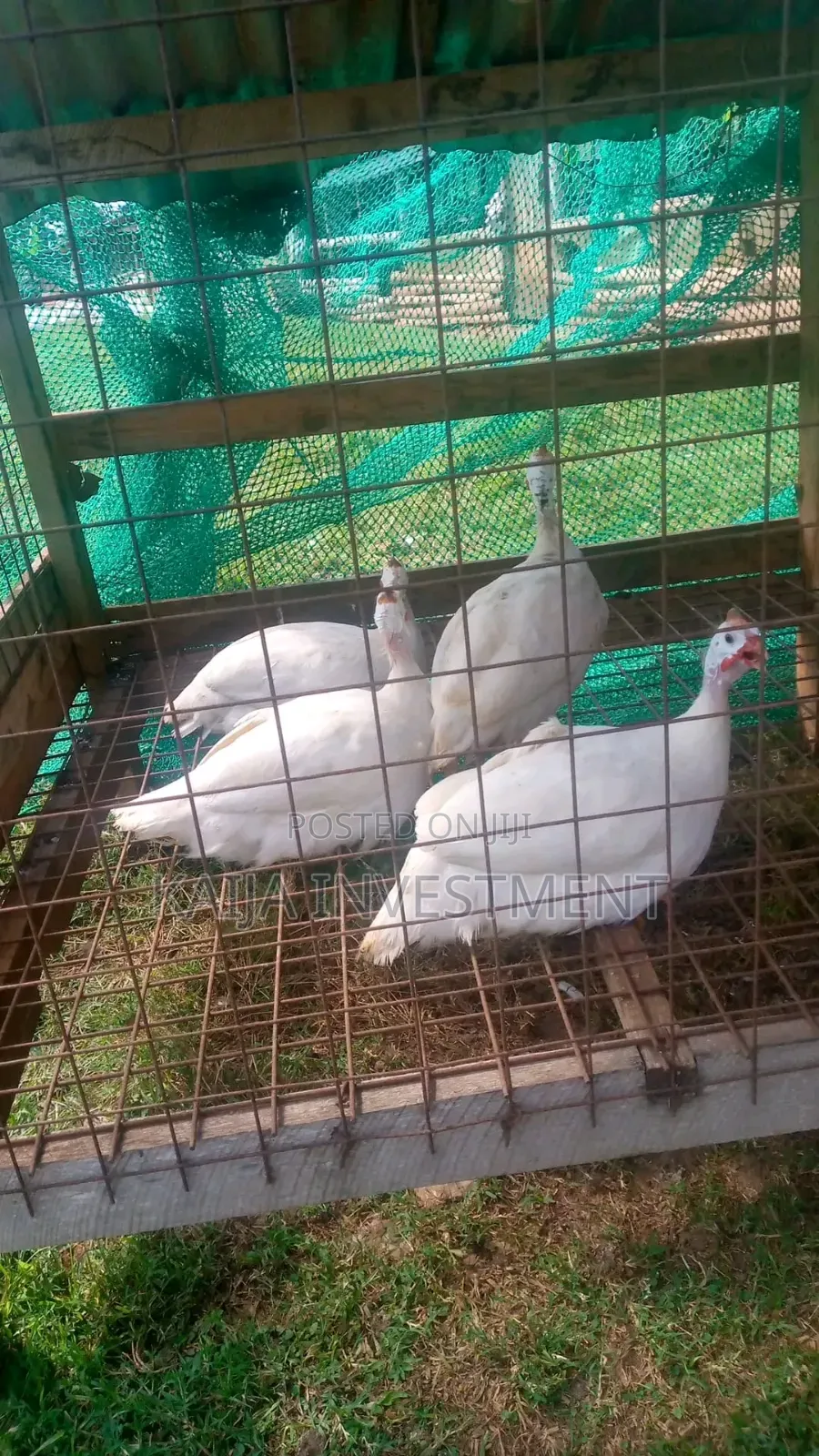 White Guinea Fowls