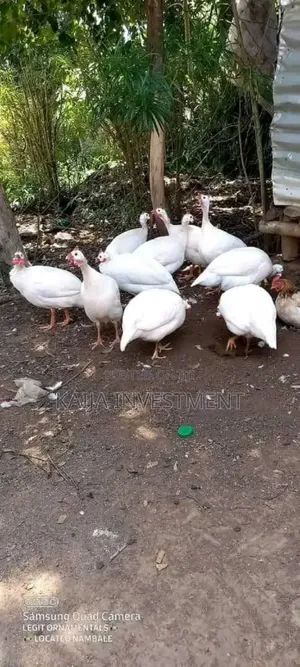 White Guinea Fowls
