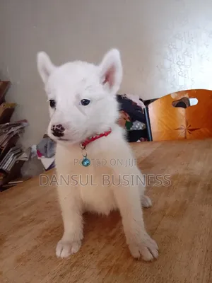 1-3 months Male Purebred White Shepherd