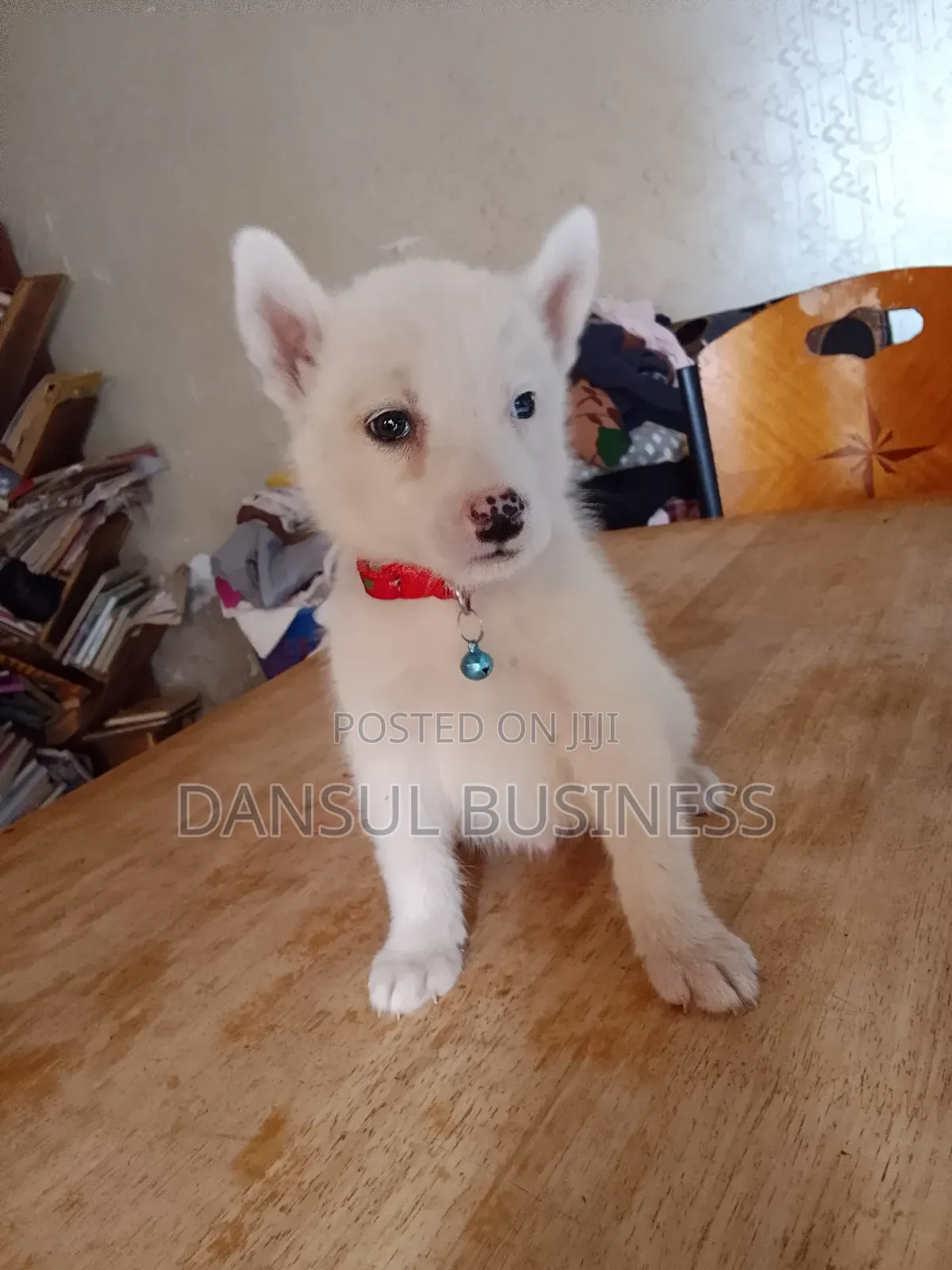 1-3 months Male Purebred White Shepherd