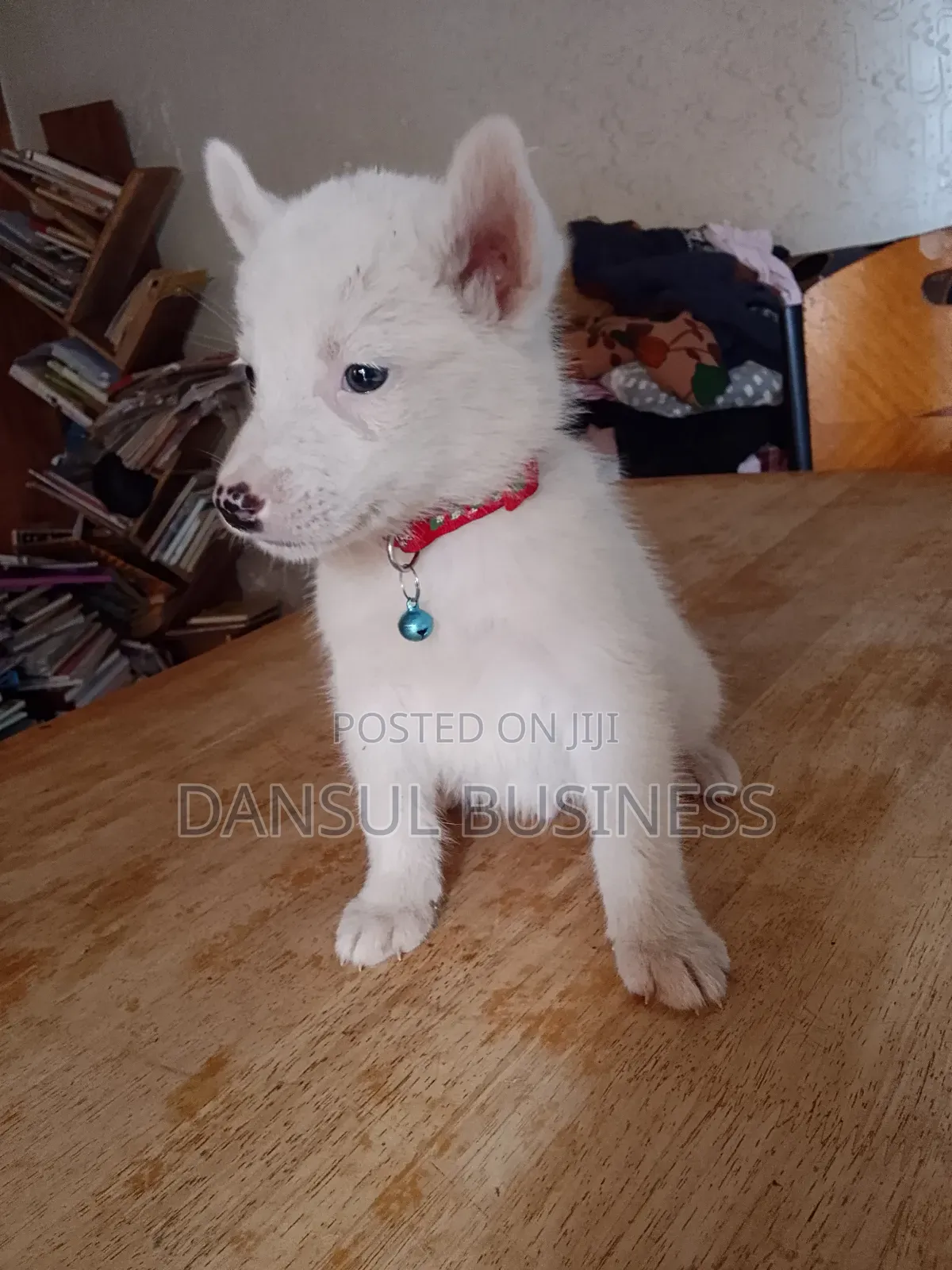 1-3 months Male Purebred White Shepherd