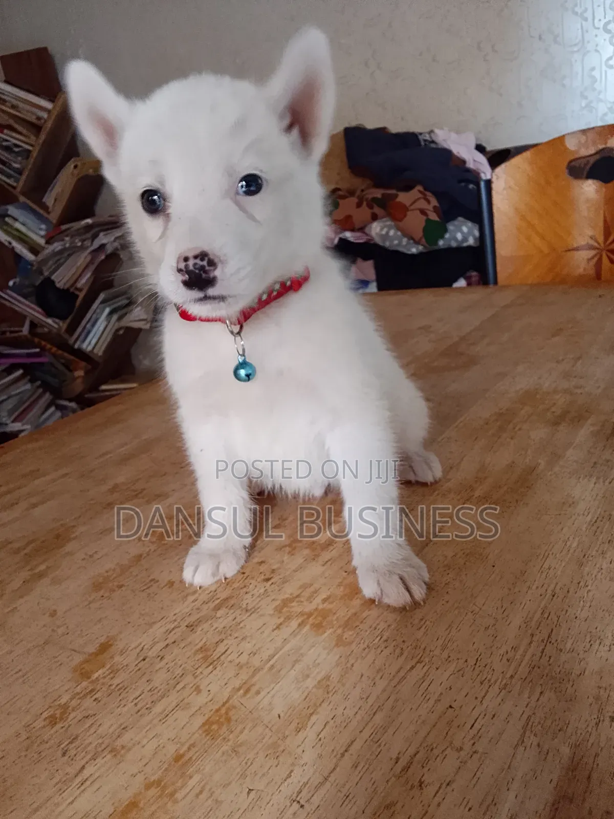 1-3 months Male Purebred White Shepherd