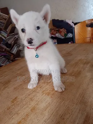 1-3 months Male Purebred White Shepherd