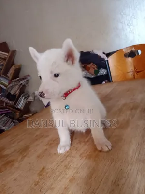 1-3 months Male Purebred White Shepherd