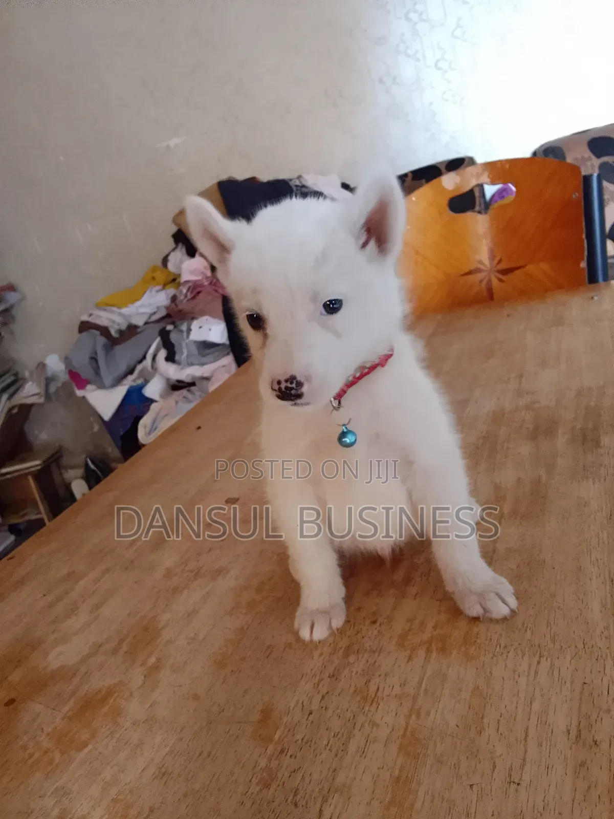 1-3 months Male Purebred White Shepherd