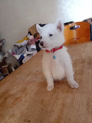 1-3 months Male Purebred White Shepherd