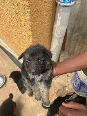1-3 months Male Purebred German Shepherd