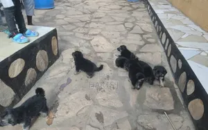 1-3 months Male Purebred German Shepherd