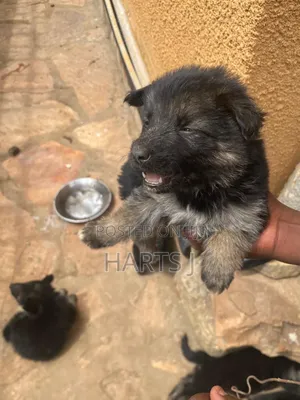 1-3 months Male Purebred German Shepherd